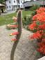 Preview: Cleistocactus smaragdiflorus